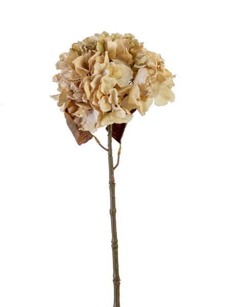 Picture of 25" DRIED HYDRANGEA SPRAY