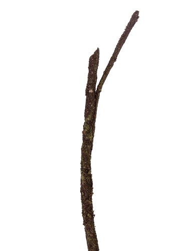 Picture of 34" BEAR OAK MOSSY BRANCH