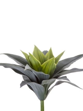 Picture of 10" AGAVE PICK