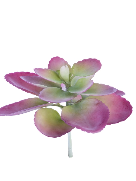 Picture of 8" AEONIUM  PICK