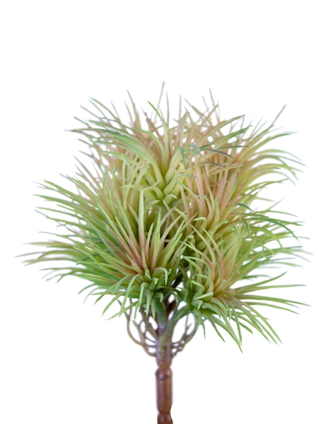 Picture of 5" TILLANDSIA  PICK