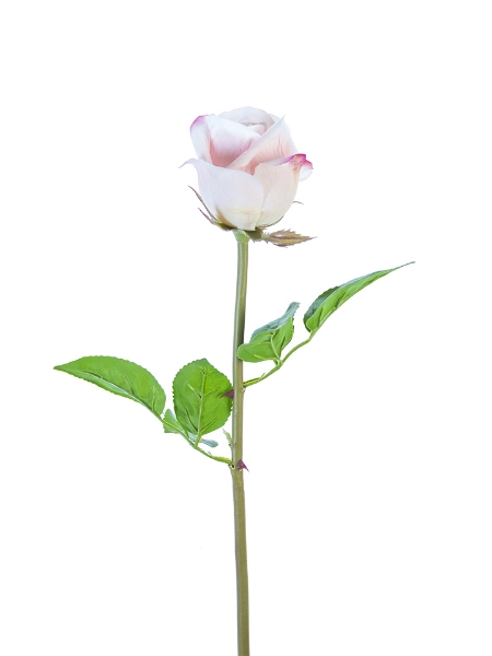 Picture of 23" ROSE BUD STEM