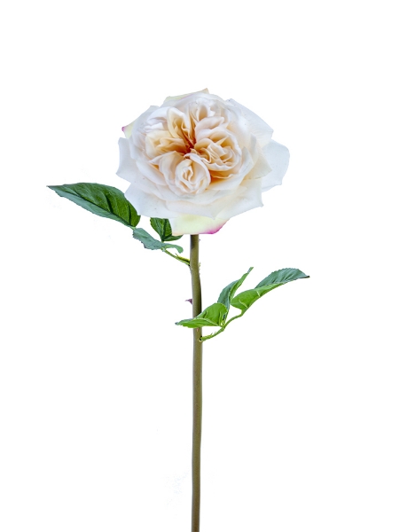 Picture of 24" GARDEN ROSE STEM