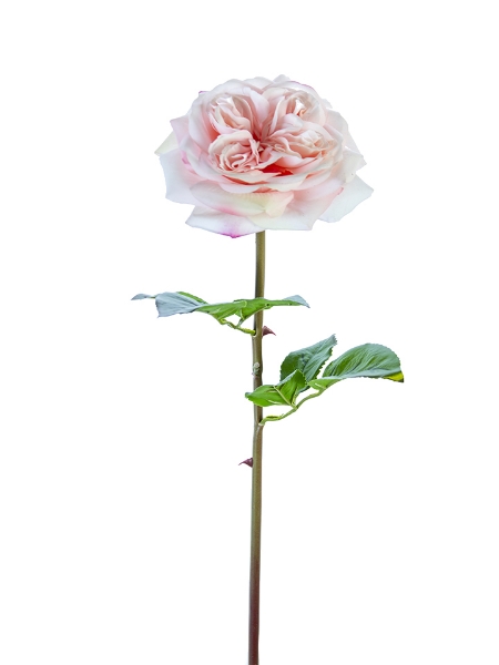 Picture of 24" GARDEN ROSE STEM