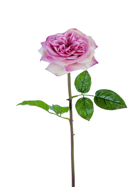 Picture of 24" GARDEN ROSE STEM