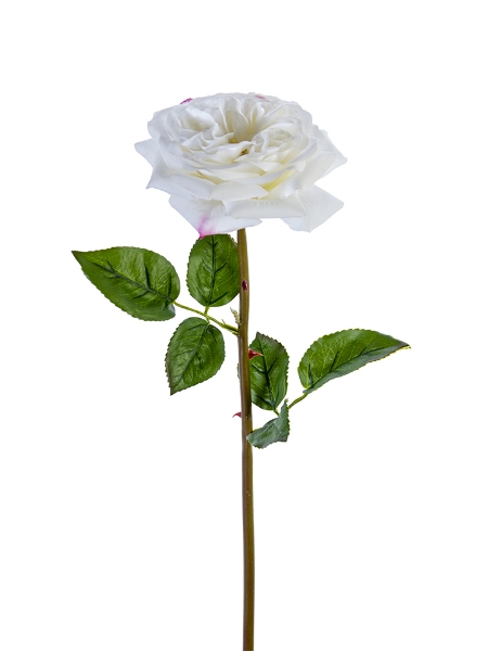 Picture of 24" GARDEN ROSE STEM