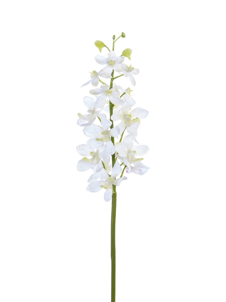 Picture of 27" VANDA ORCHID S.