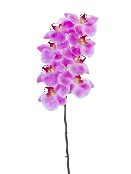 Picture of 31" PHALAENOPSIS ORCHID