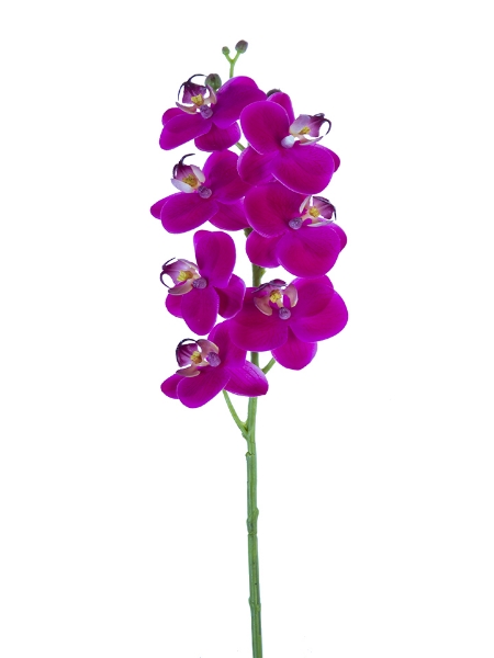 Picture of 24" PHALAENOPSIS ORCHID