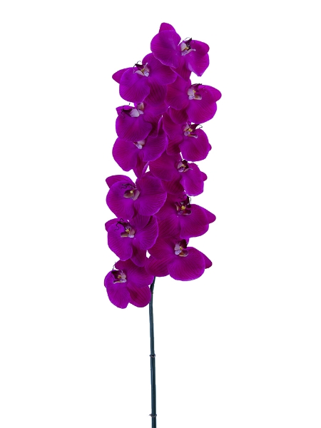 Picture of 42" PHALAENOPSIS ORCHID