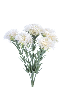 Picture of 14" ASTER