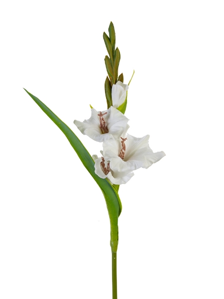 Picture of 22" GLADIOLUS SPRAY