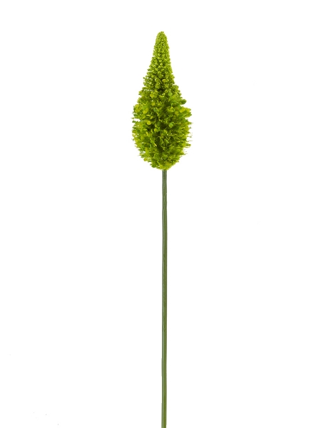 Picture of 33" EREMURUS