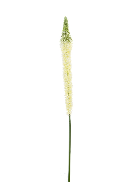 Picture of 44" EREMURUS