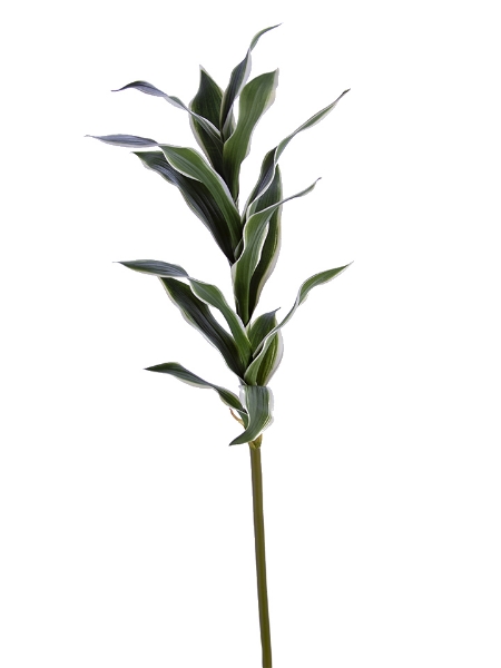 Picture of 30" DRACAENA STEM