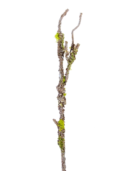 Picture of 33'' MOSS TWG BRANCH