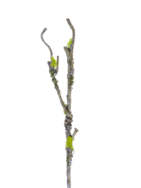 Picture of 33'' MOSS TWIG BRANCH