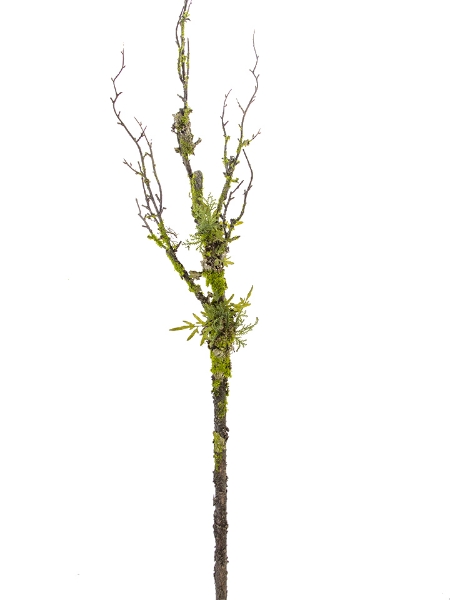 Picture of 54" TWIG  BRANCH W/MOSS