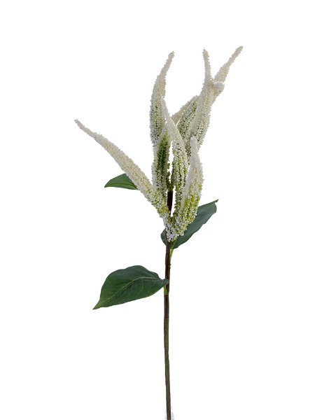 Picture of 24" UPRIGHT AMARANTHUS SPRAY