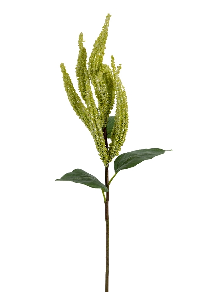 Picture of 24" UPRIGHT AMARANTHUS SPRAY