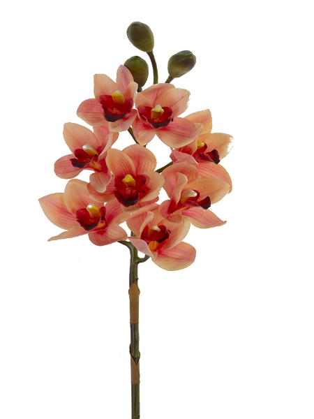 Picture of 30''  CYMBIDIUM X8