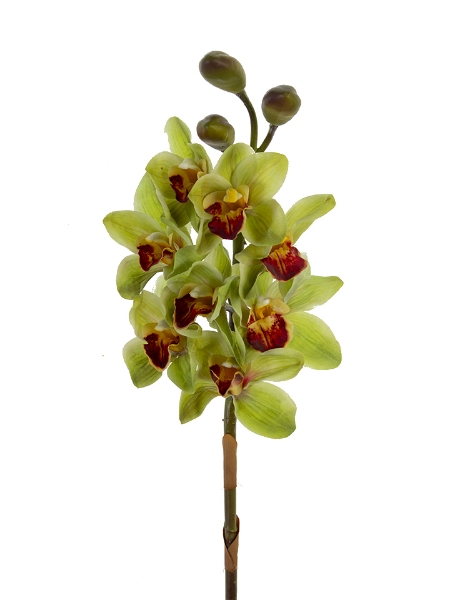 Picture of 30" CYMBIDIUM X8