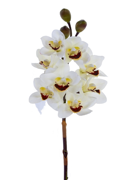 Picture of 30" CYMBIDIUM X8