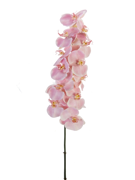 Picture of 44" PHALAENOPSIS SPRAY X12