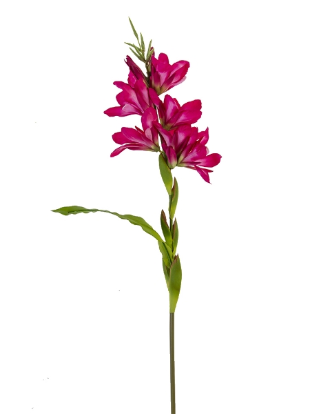 Picture of 39" TUBEROSE