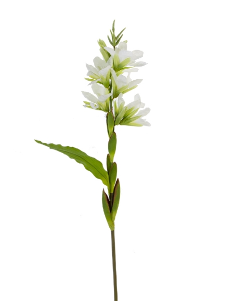 Picture of 39" TUBEROSE