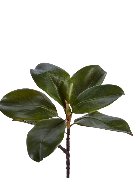 Picture of 18" MAGNOLIA LEAF SPRAY