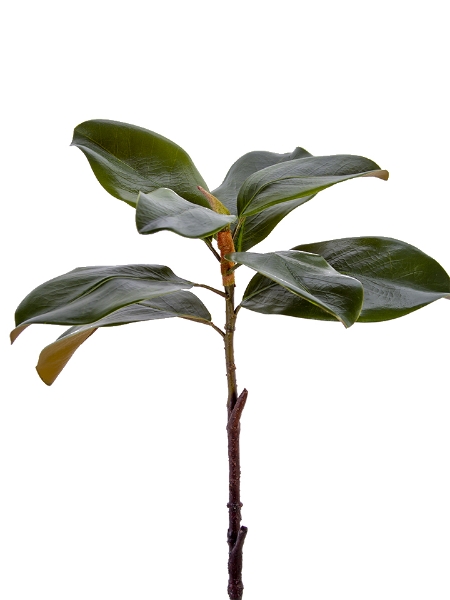 Picture of 23" MAGNOLIA LEAF SPRAY