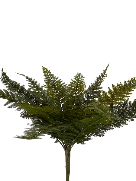 Picture of 22" TOTARA FERN BUSH