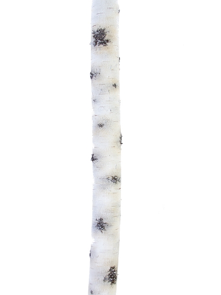 Picture of 47" L 3"D BIRCH BRANCH