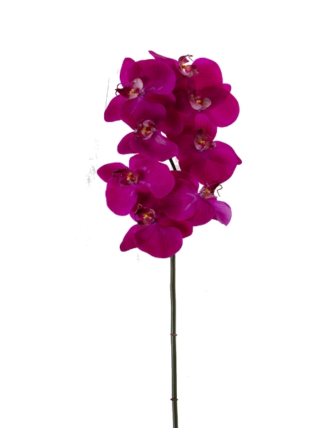 Picture of 31" PHALAENOPSIS ORCHID