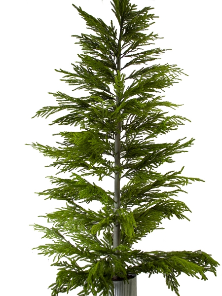 Picture of 8' FIR PINE TREE