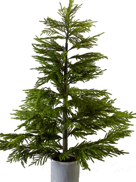 Picture of 6' FIR PINE TREE