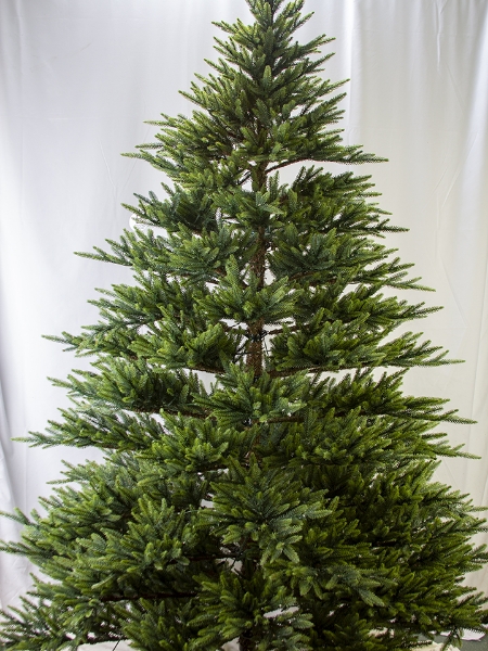 Picture of 7.5' SPRUCE FIR TREE