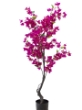 Picture of 62" BOUGAINVILLEA POTTED TREE