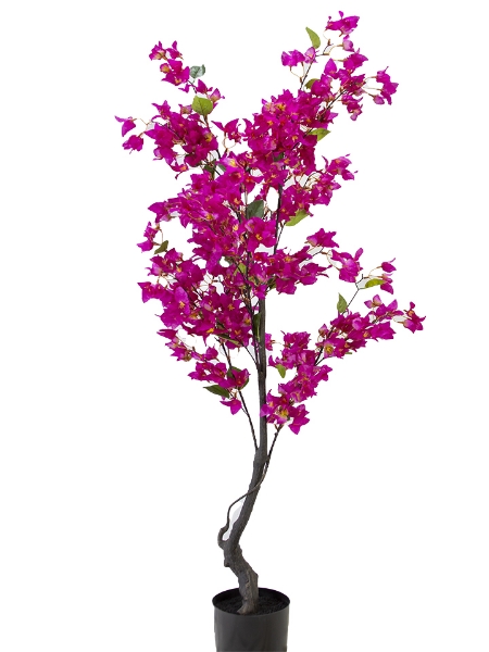 Picture of 62" BOUGAINVILLEA POTTED TREE