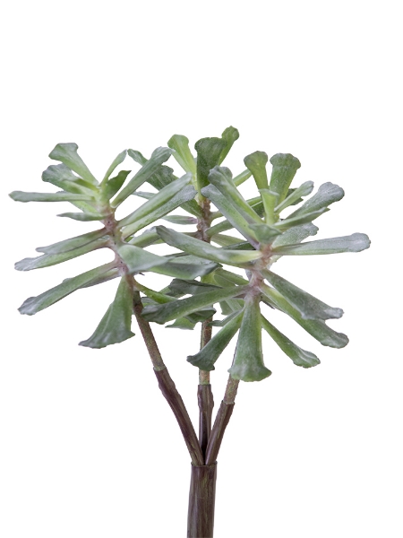 Picture of 12" CRASSULA  PICK  X3