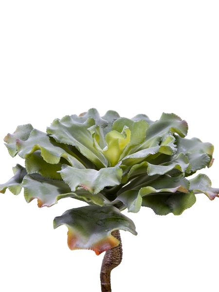 Picture of 10" CABBAGE SUCCULENT PICK