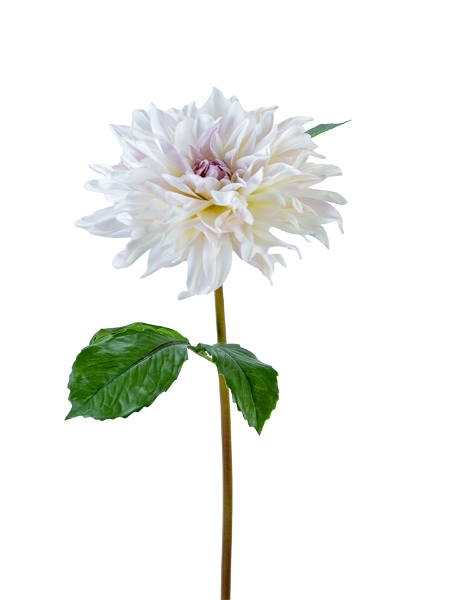 Picture of 24" DAHLIA STEM