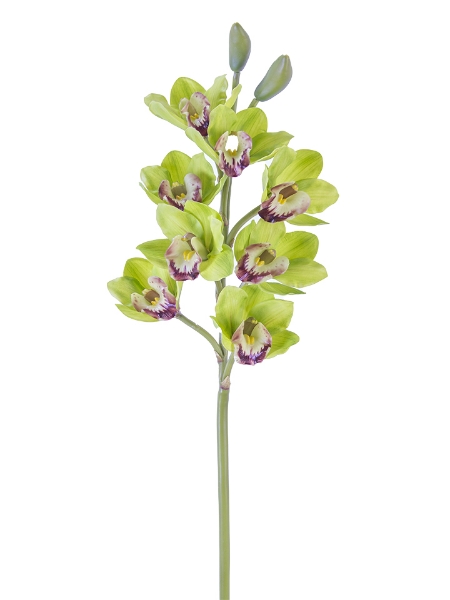 Picture of 32" CYMBIDIUM ORCHID X8F2B