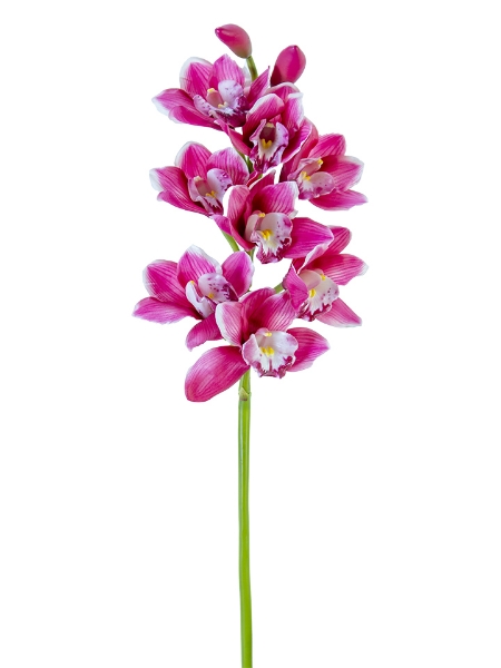 Picture of 32" CYMBIDIUM ORCHID X8F2B