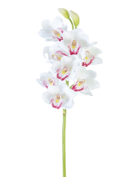 Picture of 32" CYMBIDIUM ORCHID X8F2B