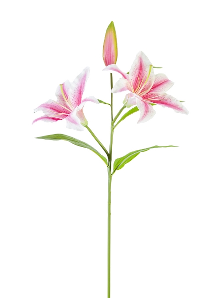 Picture of 30" STARGAZER LILY W/2F1B