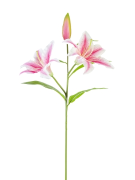 Picture of 30" STARGAZER LILY
