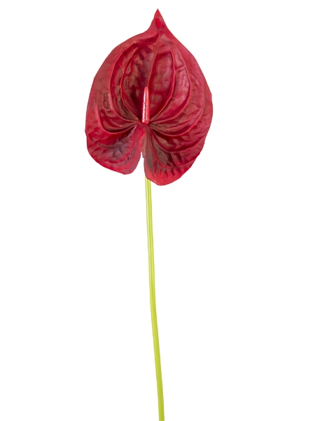 Picture of 23" ANTHURIUM STEM