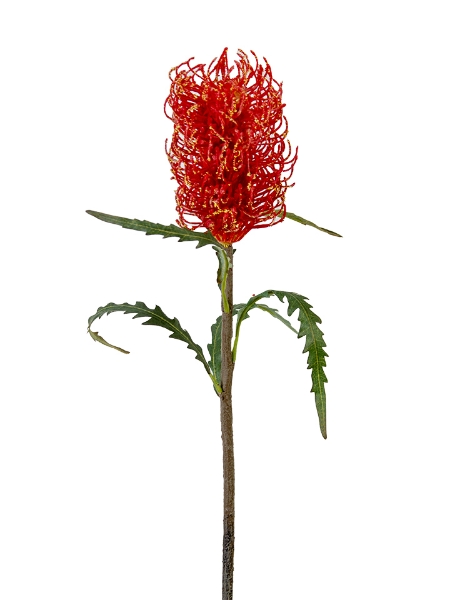 Picture of 21" BANSKIA PROTEA